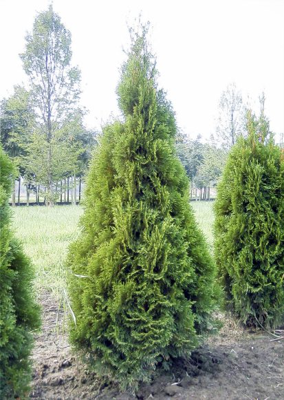 Thuja plicata | Western Red Cedar