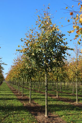 Tilia europaea 'Pallida'  | Common Lime | Kaiser Linden