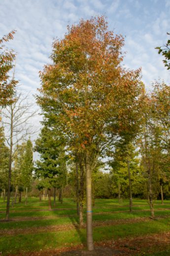 Zelkova serrata | Japanese zelkova